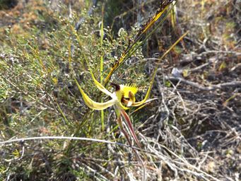 341_caladenia_falcata_fringed_mantis_dscf8202.jpg