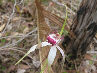 341_caladenia_hybrid_red_tip_img_1552.jpg