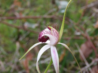 341_caladenia_hybrid_red_tip_img_1555.jpg