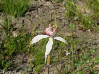 341_caladenia_hybrid_red_tip_img_2666.jpg
