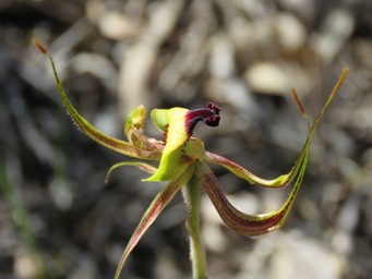 341_caladenia_integra_smooth_lipped_spider_orchid_img_6837c.jpg