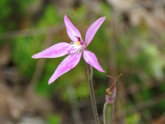 341_caladenia_latifolia_img_1956c.jpg