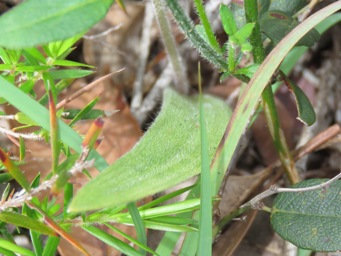 341_caladenia_latifolia_leaf_img_1954c.jpg