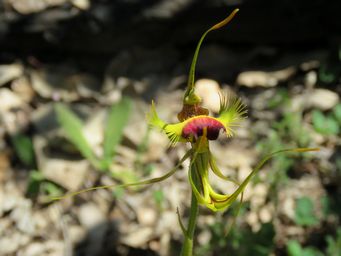 341_caladenia_lobata_img_2957c.jpg