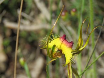 341_caladenia_lobata_img_2964.jpg