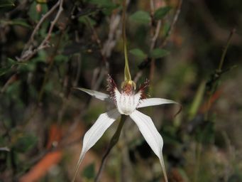 341_caladenia_longicauda__img_4000c.jpg