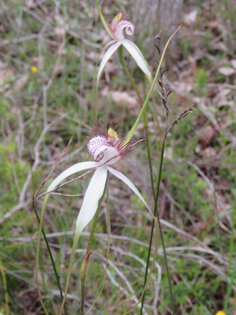 341_caladenia_longicauda_hybrid_pink_img_1542c.jpg