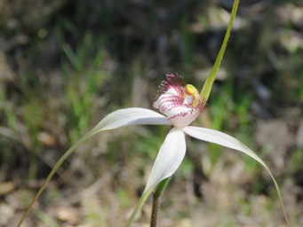 341_caladenia_longicauda_img_0624.jpg