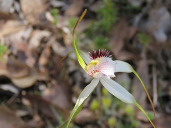 341_caladenia_longicauda_img_5828.jpg