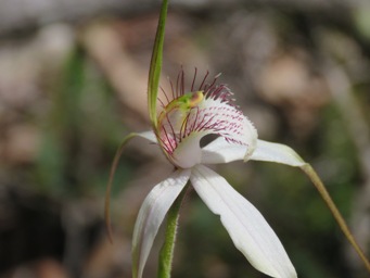 341_caladenia_longicauda_img_5855.jpg