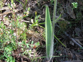 341_caladenia_longicauda_leaf_img_0620.jpg