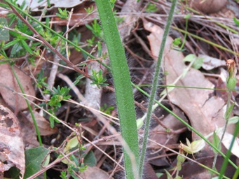 341_caladenia_longicauda_pink_leaf_img_1549.jpg