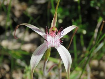 341_caladenia_longicauda_pink_stripe_img_0767.jpg
