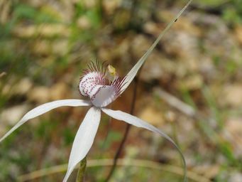 341_caladenia_longicauda_red_calli__img_2755.jpg