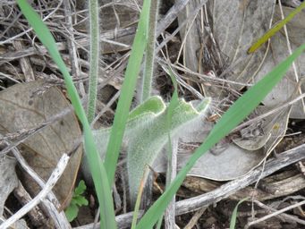 341_caladenia_longicauda_subspecies_albella_foliage_wh_img_2713c.jpg