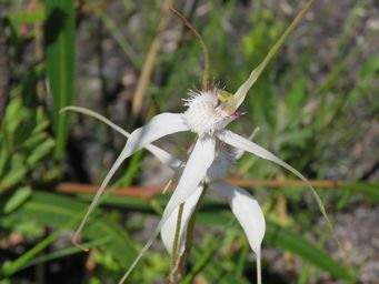 341_caladenia_longicauda_yellow_tones_img_2831.jpg