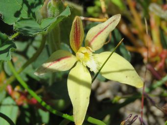 341_caladenia_marginata_flava_hybrid_img_2866c.jpg