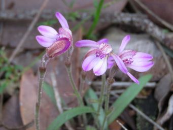 341_caladenia_nana_img_0551ca.jpg