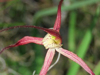 341_caladenia_red_img_0741.jpg