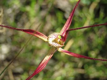 341_caladenia_red_img_0762.jpg