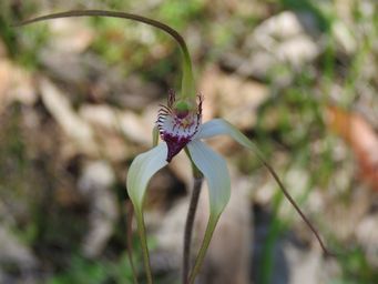 341_caladenia_red_tip_img_0800.jpg
