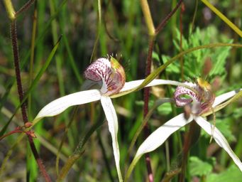 341_caladenia_serotina_img_6008ca.jpg