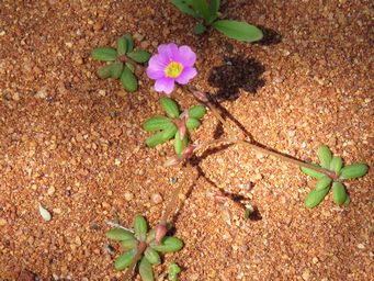341_calandrinia_img_1453c.jpg