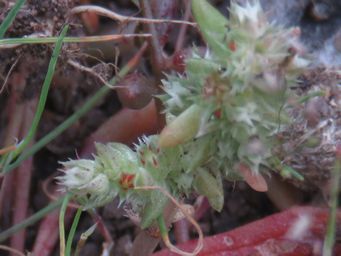 341_calandrinia_with_crassula_colorata_var_colorata_img_3916ac.jpg