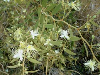 341_capparis_lasiantha_dsc04870ca.jpg