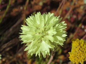 341_cephalipterum_drummondii_img_1603.jpg