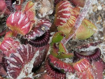 341_cephalotus_follicularis_foliage_img_0054c.jpg