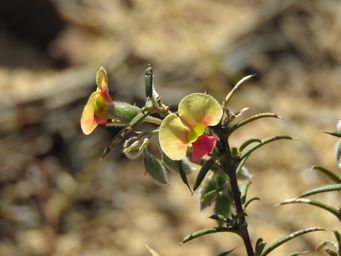 341_chorizema_aciculare_grev_hill_img_4619.jpg
