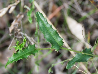 341_chorizema_cordatum_foliage_img_9800c.jpg