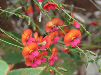 341_chorizema_cordatum_img_6149c.jpg
