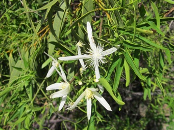 341_clematis_linearifolia_pinnacles_img_3244ca.jpg