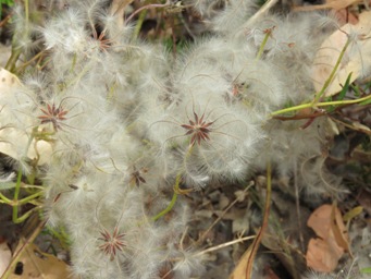 341_clematis_pubescens_seeding_img_6916c.jpg