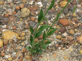 341_comesperma_calymega_foliage_img_2706c.jpg
