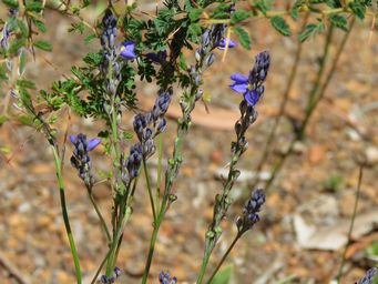 341_comesperma_calymega_img_4230c.jpg