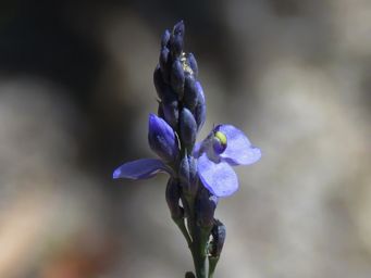 341_comesperma_calymega_img_9985ca.jpg