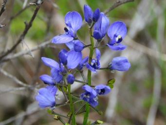 341_comesperma_ciliatum_img_3923c.jpg