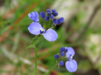 341_comesperma_ciliatum_img_8742c.jpg
