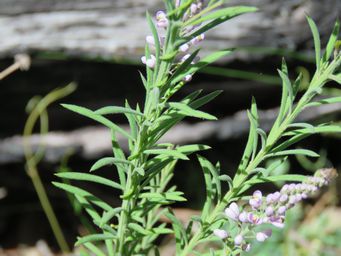 341_comesperma_drummondii_foliage_img_4140.jpg