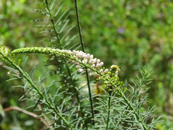341_comesperma_drummondii_img_3310.jpg