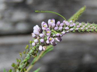341_comesperma_drummondii_img_4139.jpg