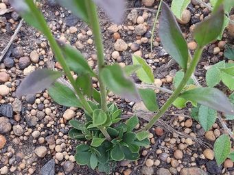 341_comesperma_foliage_1cc.jpg