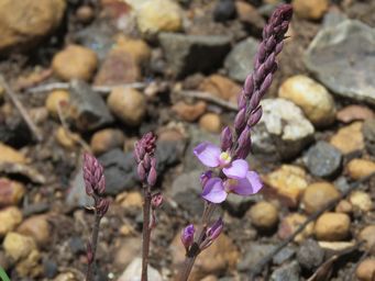 341_comesperma_img_8863ca.jpg