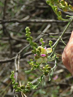 341_comesperma_integerrimum_latham_img_2495c.jpg