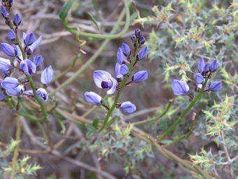 341_comesperma_kon_volubile_img_2862.jpg