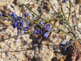 341_comesperma_scoparium_buckleys_breakaway_img_4732.jpg