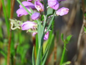 341_comesperma_virgatum_foliage_img_7579cc.jpg